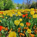 arboretum pomlad tulipani