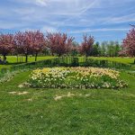 arboretum pomlad tulipani