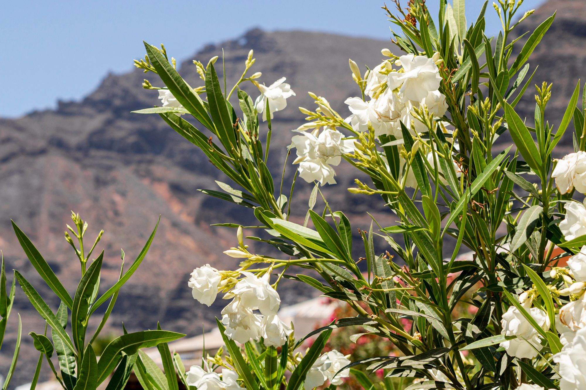 oleander oleander, grm, rastlina,