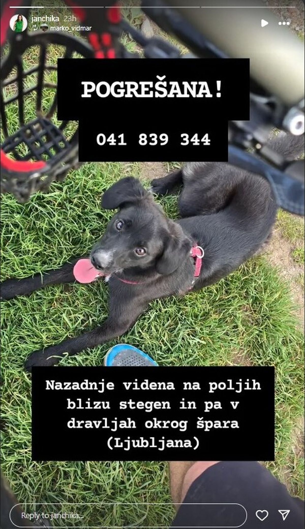 Jana Morelj, Instagram zgodba, psička, 