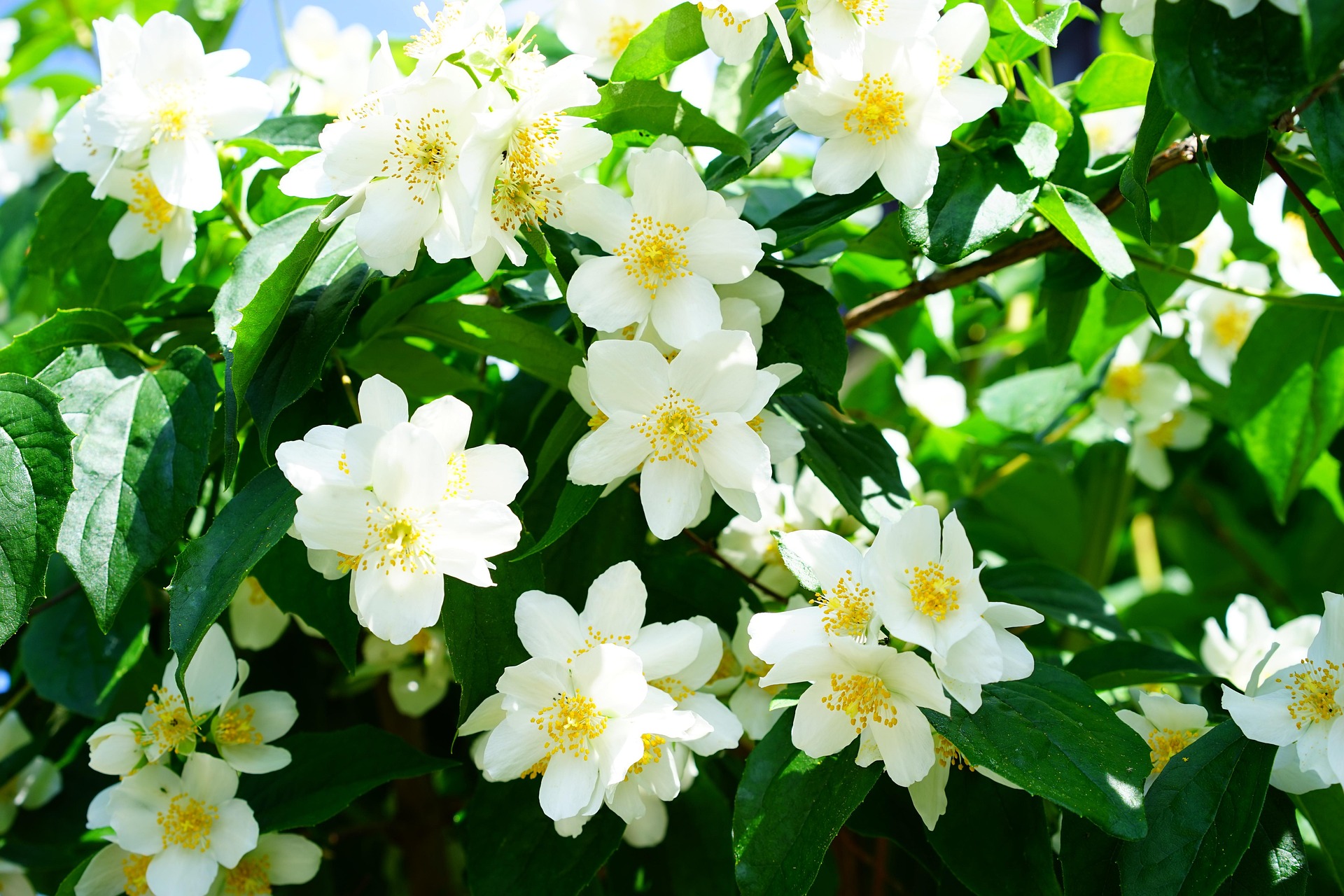 jasmin, roža, 