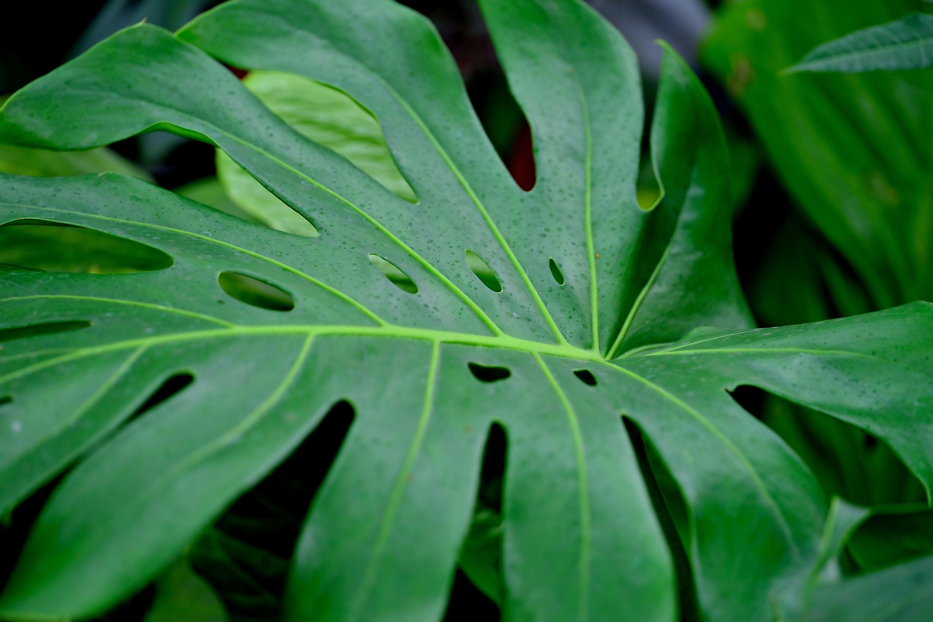 rastlina, monstera, 