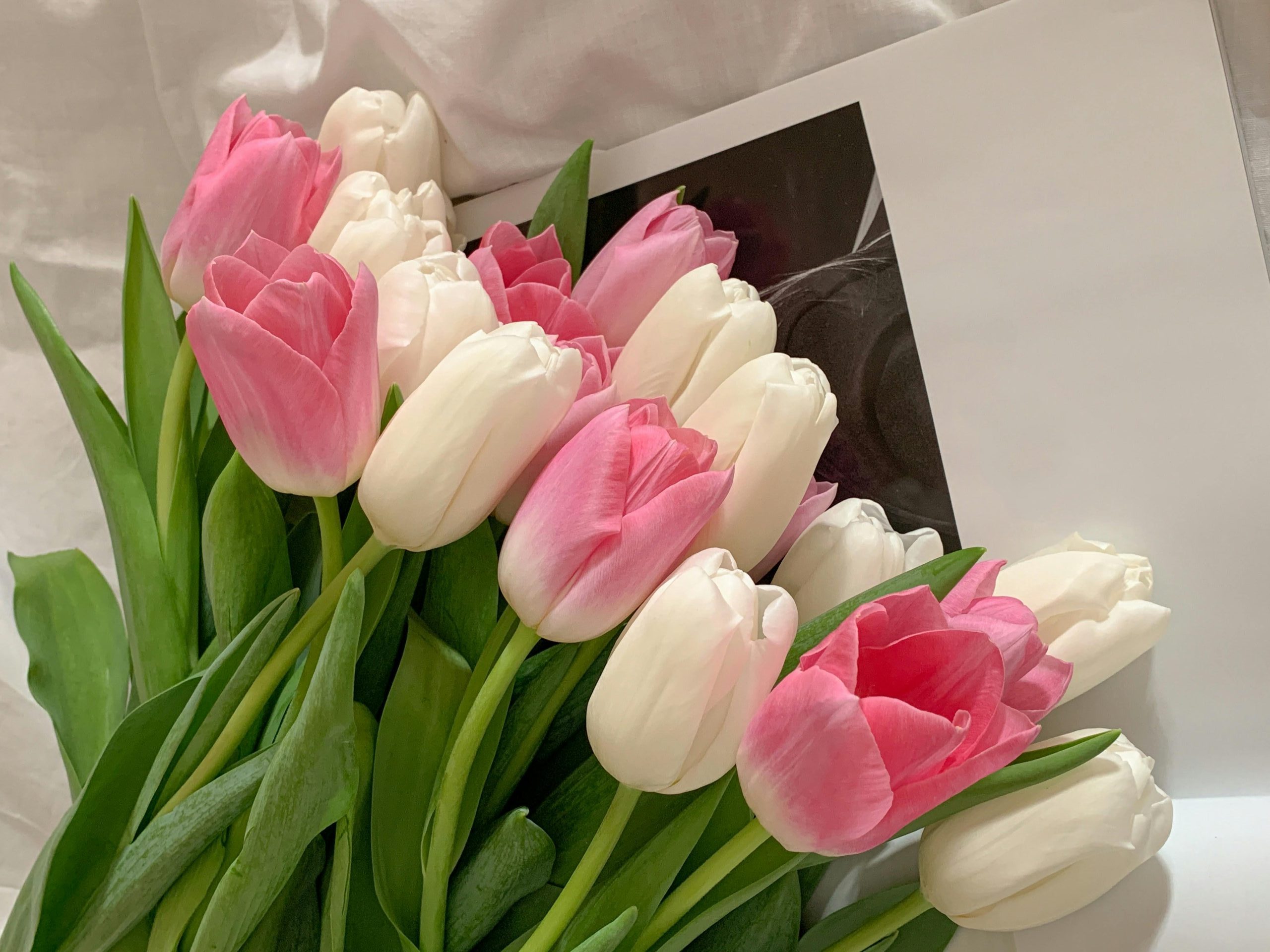 tulipani tulipani, šopek,