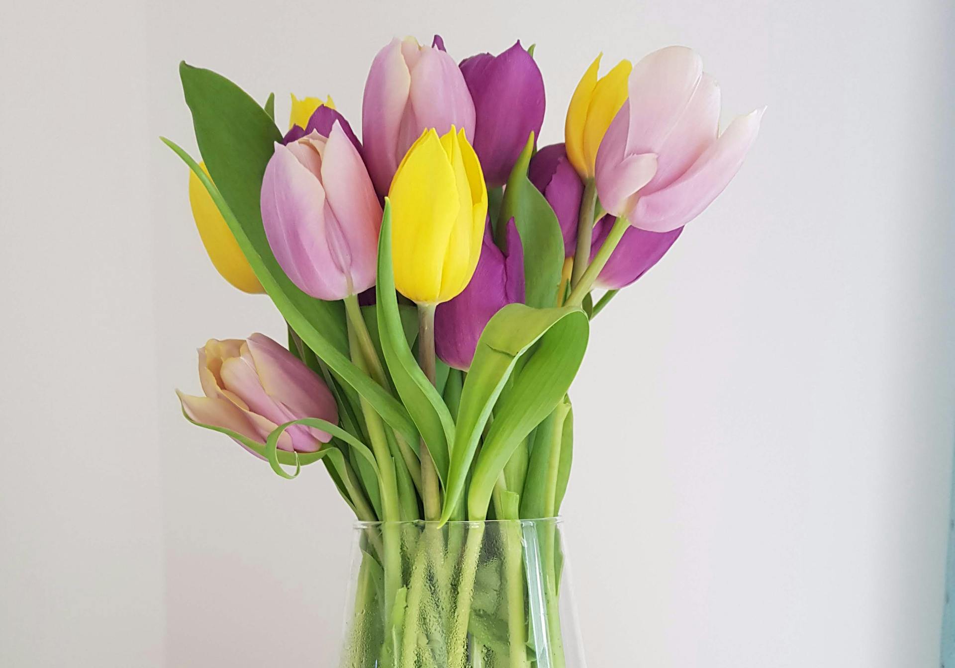 tulipani vaza, rože, tulipani,