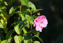 HIbiskus grm cveti