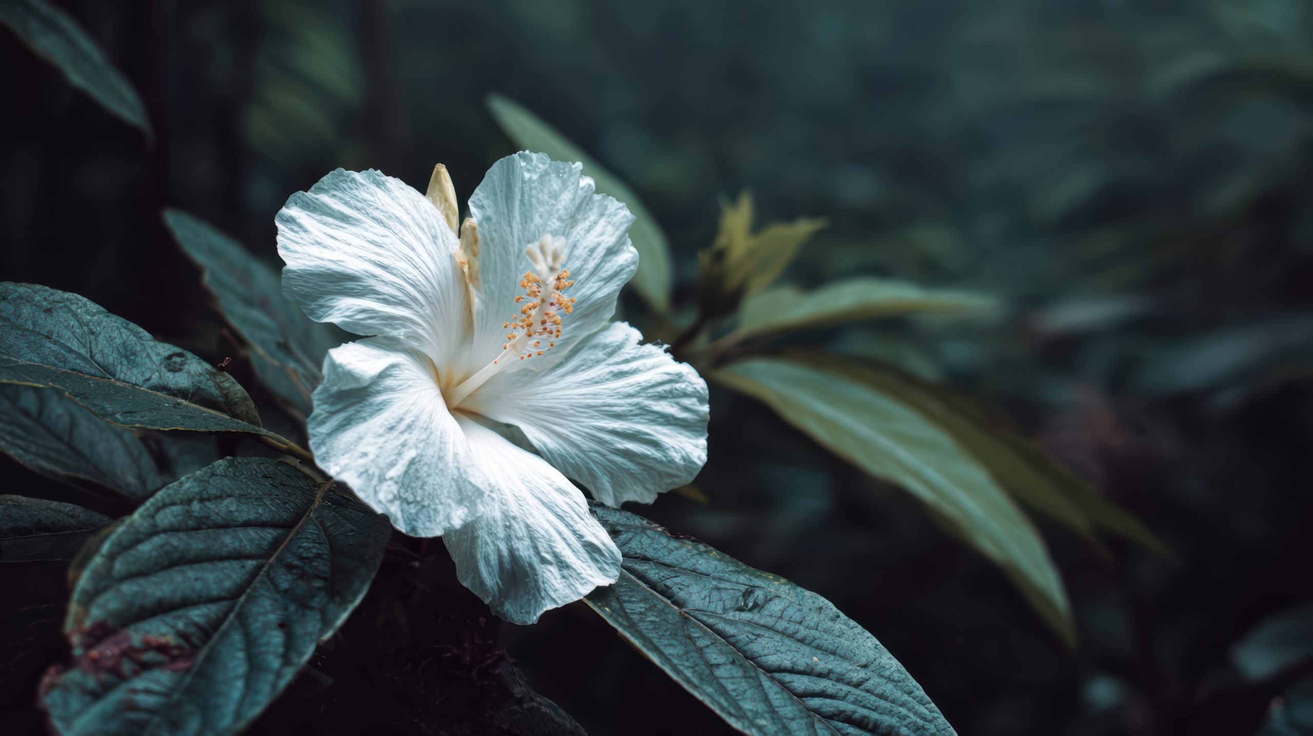 Cvet hibiskusa