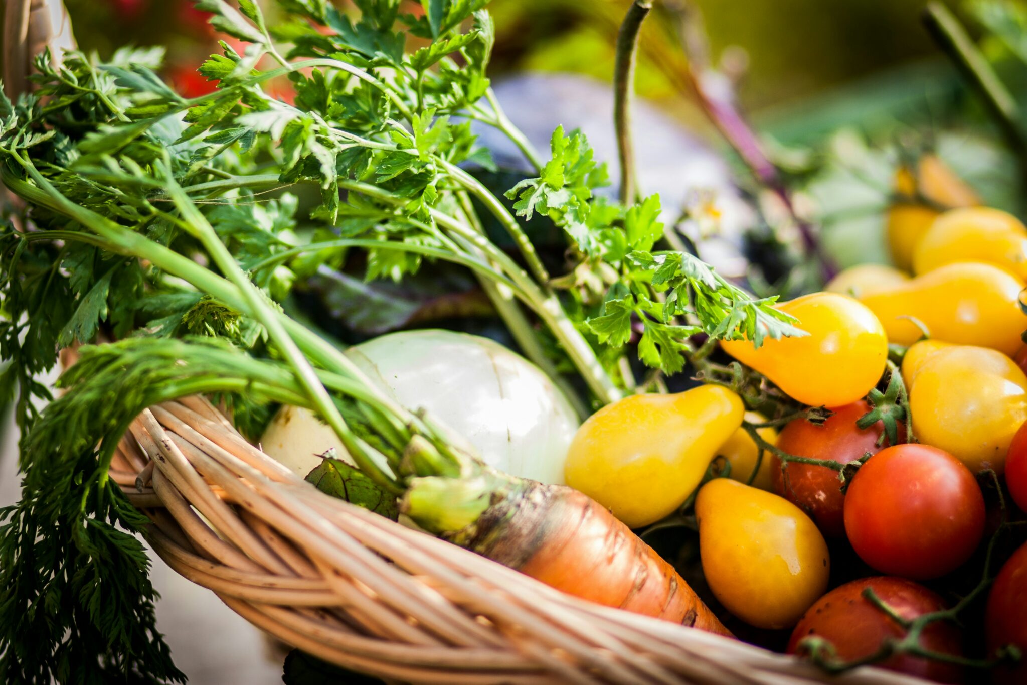 Ali je pobiranje pridelkov boljše zjutraj ali zvečer? Preberite, kdaj nabrati zelenjavo, da bo ostala sveža, čvrsta in polna vitaminov. Nasveti za vsak vrt!