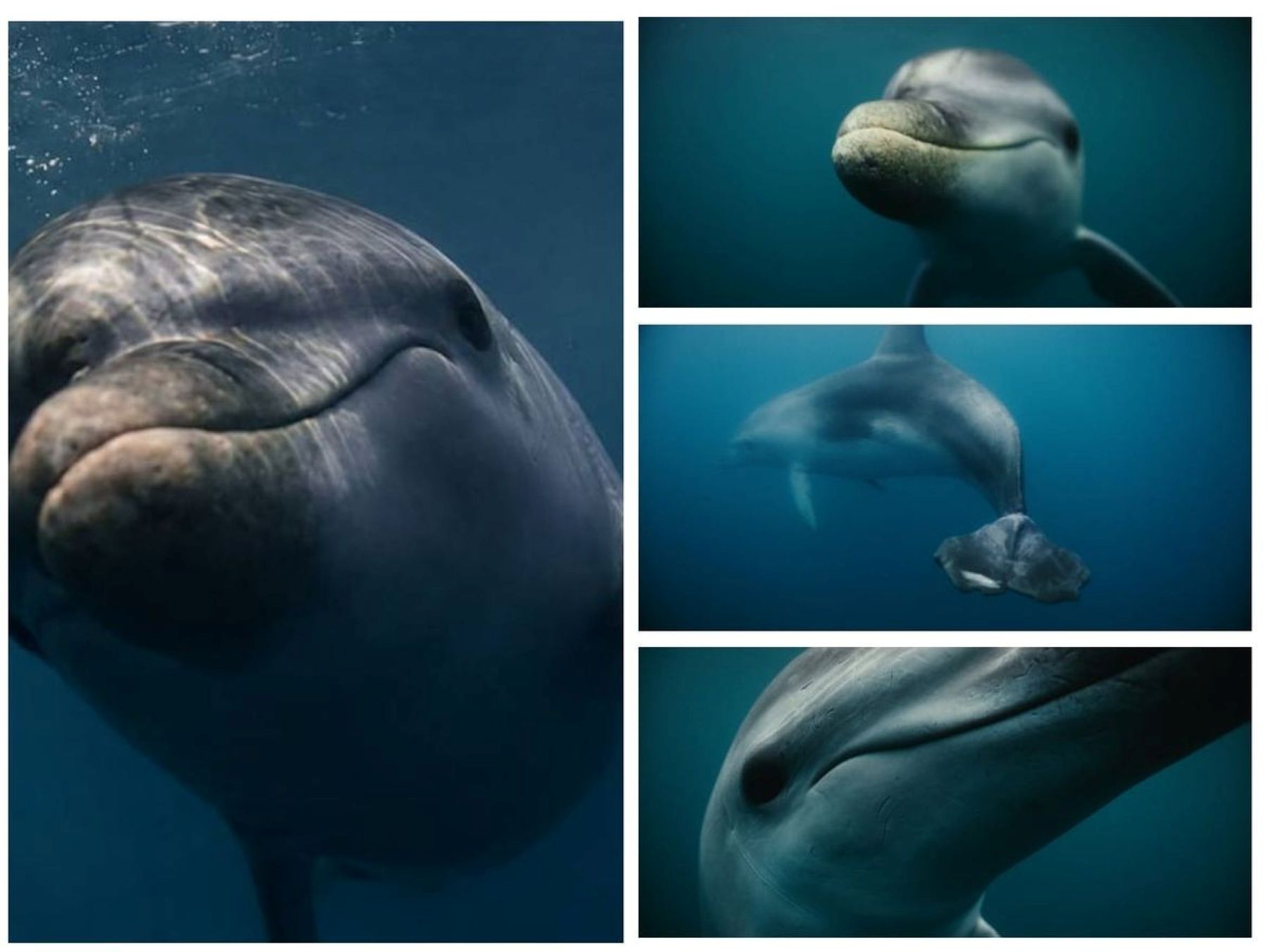 delfin
