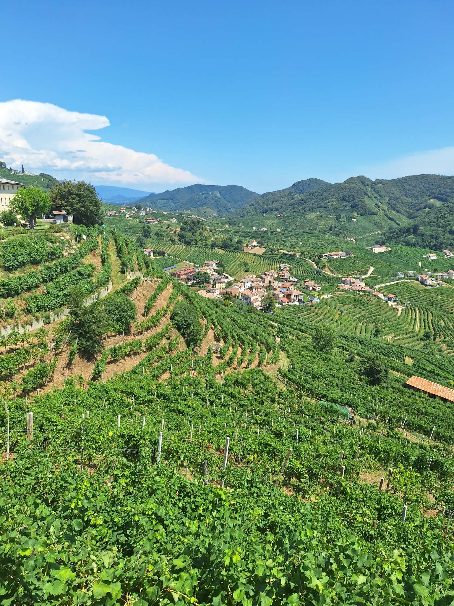 vinogradi, Italija,