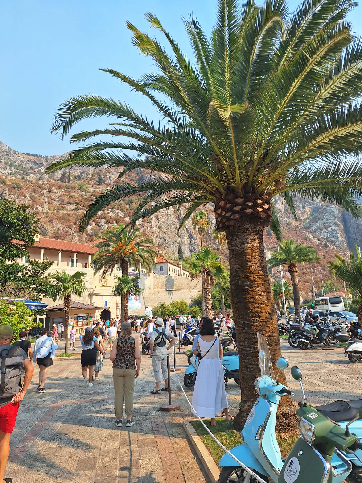 Kotor, 