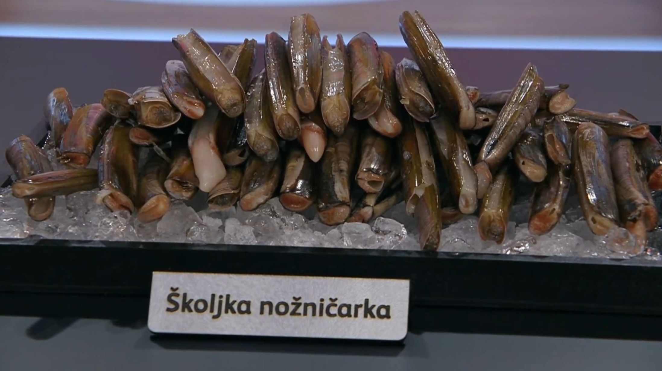 školjke
